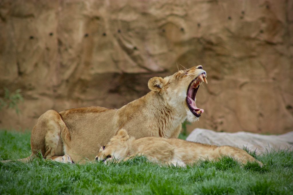 Lion du Zoo Parc de Beauval
